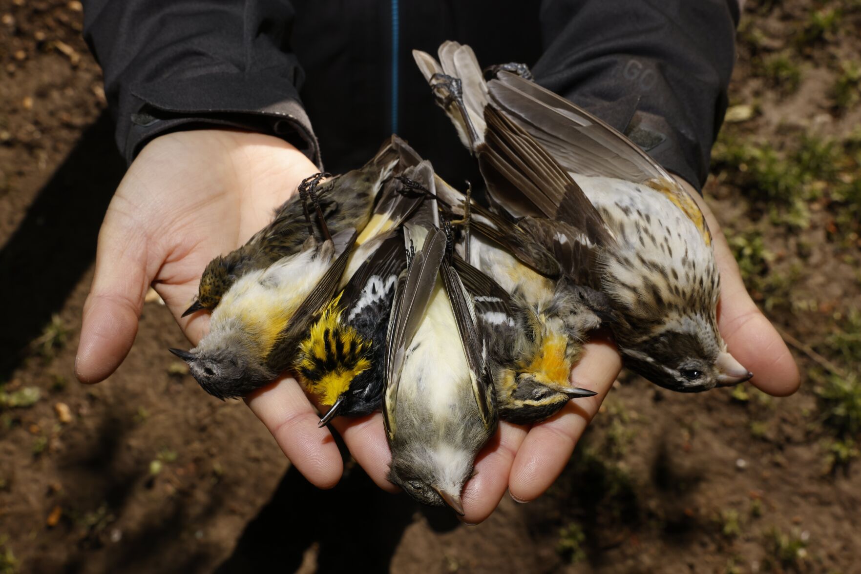 LM_052625_flap8.JPG
